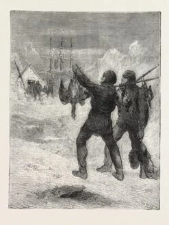 Christmas With The Arctic Expedition, 1876, Fresh Meat For Dinner 12" X 16" Just The Print