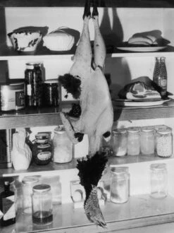 Dead Christmas Turkey 12" X 16" Just The Print