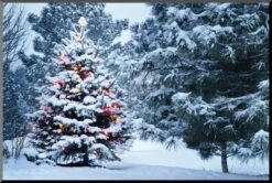 This Snow Covered Christmas Tree Stands Out Brightly Against The Dark Blue Tones Of This Snow Cover 12" X 8" Wood Mount -The Print Shop this snow covered christmas tree stands out brightly against the dark blue tones of this snow cover u L Q19ZDD1O3QJ6 4