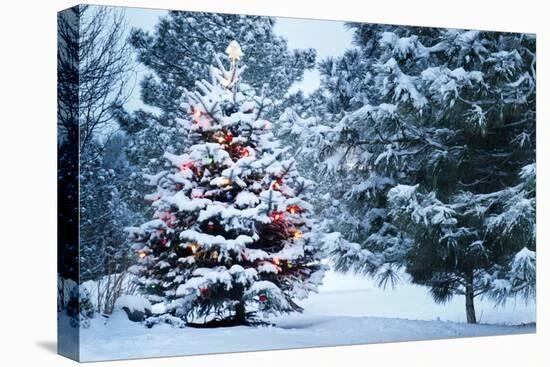 This Snow Covered Christmas Tree Stands Out Brightly Against The Dark Blue Tones Of This Snow Cover 18" X 12" Stretched Canvas 3 This Snow Covered Christmas Tree Stands Out Brightly Against The Dark Blue Tones Of This Snow Cover 18" X 12" Stretched Canvas - Image 3